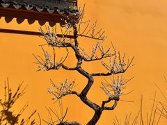 -无锡梅园公园