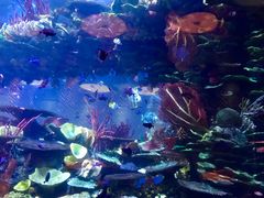 -迪拜帆船酒店海底餐厅