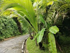 -海南槟榔谷黎苗文化旅游区