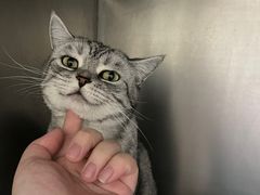 -瑞派康怡24h宠物医院·犬猫医疗中心·微创绝育(瑞景分院)