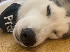 -Husky Go! 哈士奇体验馆·宠物咖啡厅狗咖