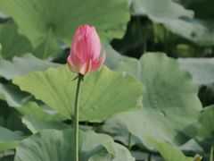 -丰台科技园生态主题公园