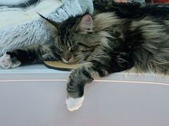 -COLOR PETS 撸猫馆·购猫·猫咖(长风大悦城店)
