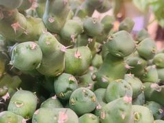 -Rabbit Cafe私房西餐甜点咖啡(栖霞路店)