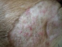 -菲尔斯特宠物医院