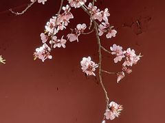 -桃花堤公园