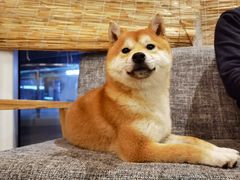 -南京Hallo宠物乐园·哈罗犬舍·柴犬繁育基地