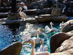 -石家庄市动物园