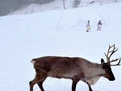 -神农架景区-天燕滑雪场
