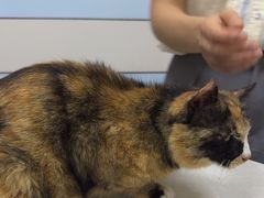 -中农国际动物医院24小时·猫科·骨科·急重症中心