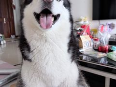 -FAELING PETS美天灵宠物(富力广场店)