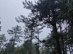 -溪口商量岗景区