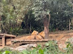 -广州长隆野生动物世界