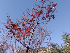 -青岛崂山太清宫