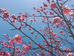 -白塘生态植物园