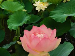 -荷塘月色湿地公园·向阳花洲