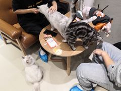 -藏猫猫咖啡主题馆(中央大道店)