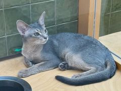 -帕帕拉兹宠物(亚洲旗舰店)