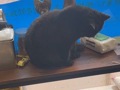 -平行世界·猫咖(首经贸店)