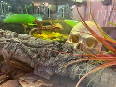 -Rabbit Cafe私房西餐甜点咖啡(栖霞路店)