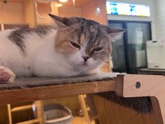 -平行世界·猫咖(首经贸店)