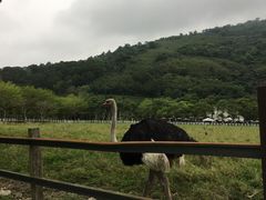 -瑞穗牧场
