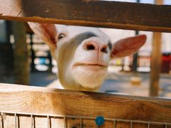 -宫城藏王狐狸村