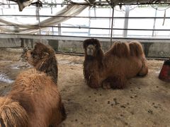 -南宫五洲植物乐园