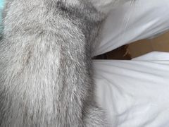 -灵美宠物诊所
