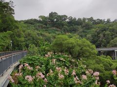 -金鸡山公园