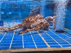 -晶渔坊·海鲜私房菜(东夷小镇店)