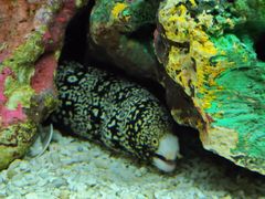 -上海海洋水族馆