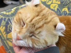 -平行世界·猫咖(首经贸店)