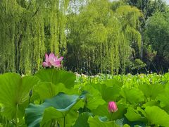 -莲湖公园