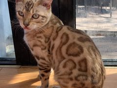 -猫小院猫主题餐厅(南锣旗舰店)