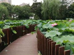 -陈家山荷花公园