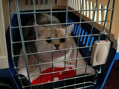 -中农国际动物医院24小时·猫科·骨科·急重症中心