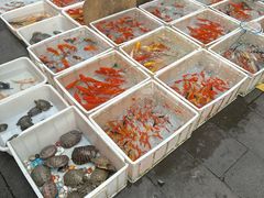 -青石桥花鸟鱼虫市场(叠翠城店)