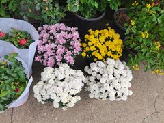 -桂林市花鸟市场