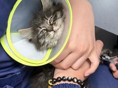 -利又安动物医院··老年病·猫科犬科·中兽医