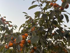 -菊园百果园