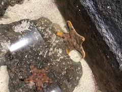 -上海大自然野生昆虫馆(东方明珠·爬宠昆虫探索中心)