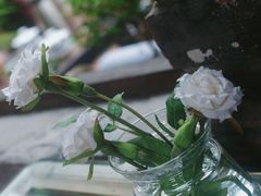 -恺庐茶园(宽窄巷子景区店)