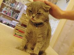-猫色咖啡·猫咖