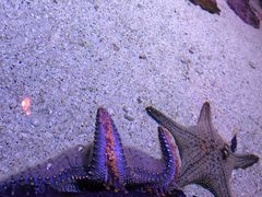 -暹罗海洋世界
