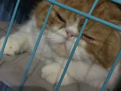 -洪齐林老镇
