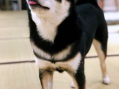 -逗柴咖啡屋·狗咖猫咖宠物桌游