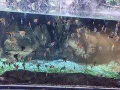 -萌宠奇缘(荣鼎店)