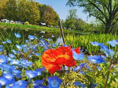 -上海共青森林公园