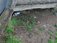 -企鹅岛